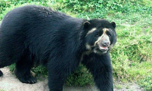 El oso andino guardin de los pramos y del agua se extiende en Colombia  
