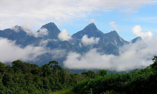 La Reserva Natural del Ro Amazonas alberga una nueva especie de rbol silvestre 