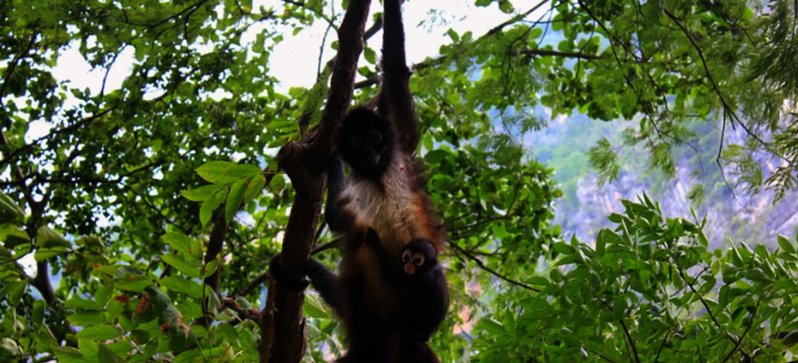 Nace en el zoo de Barcelona un mono araa especie en peligro de extincin 