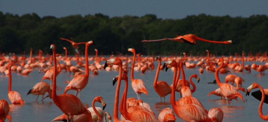 Reserva de la Biosfera Ra Celestn