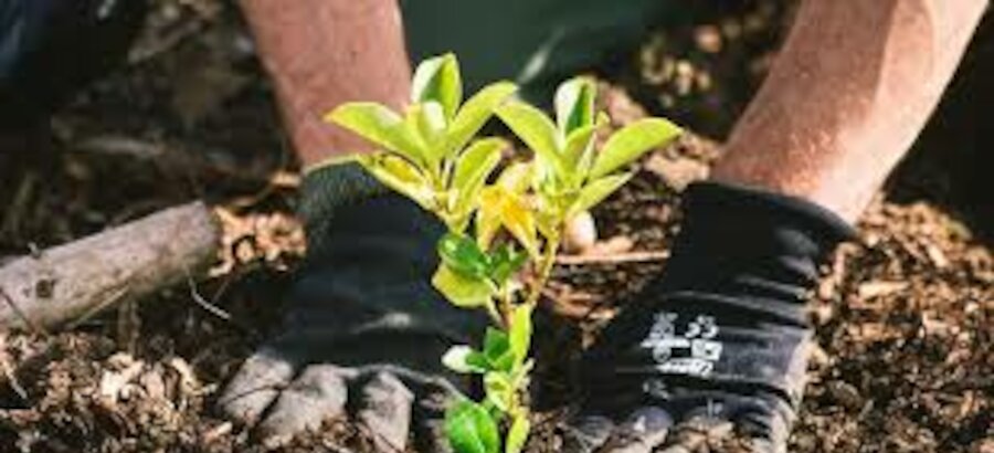 Valencia plantar 12000 rboles de 50 especies autctonas en sus parques naturales