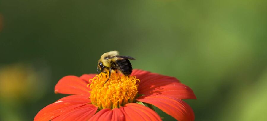 Abeja polinizando