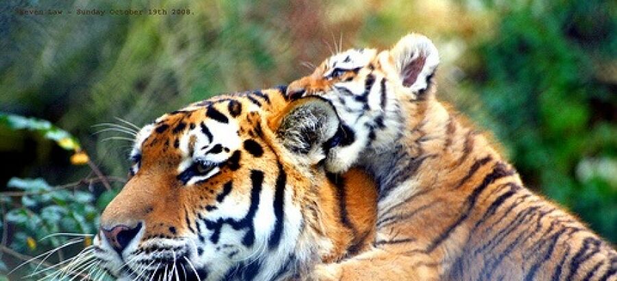 El tigre ser un smbolo de sostenibilidad medioambiental en India y Nepal 