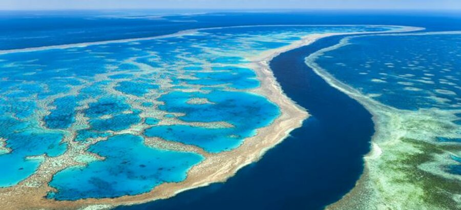 La Gran Barrera australiana registra una cantidad de corales sin precedentes 