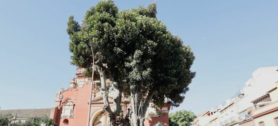 Se paraliza la tala del ficus centenario del barrio de Triana