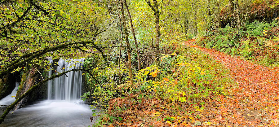 Bosque de Muniellos Asturias 