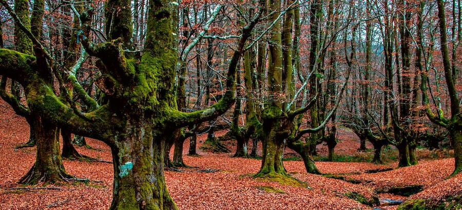 Parque Natural de Gorbeia Euskadi