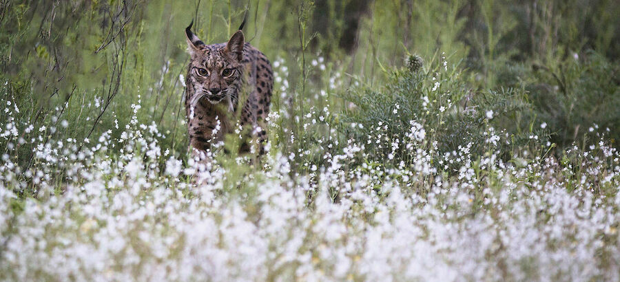 Aura el lince ibrico que tras 20 aos deja una descendencia de 900 linces  