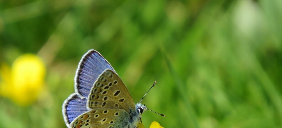 Nueva red de seguimiento de mariposas en los parques naturales de Galicia  