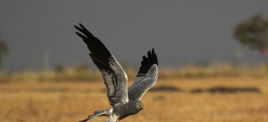 El aguilucho cenizo Ave del Ao 2023 