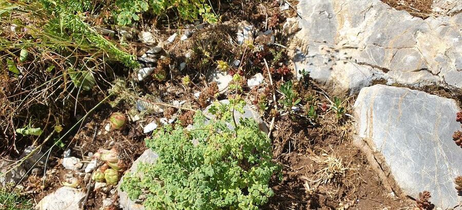 Un lugar en el Pirineo cataln localiza una planta nica en todo el este de Europa