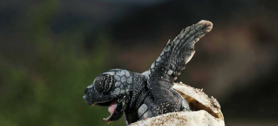 La frontera BoliviaBrasil acoge la mayor anidacin de tortugas gigantes de ro 