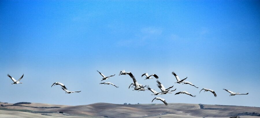 La Laguna de El Hito estrena Observatorio de aves para avistar las grullas  