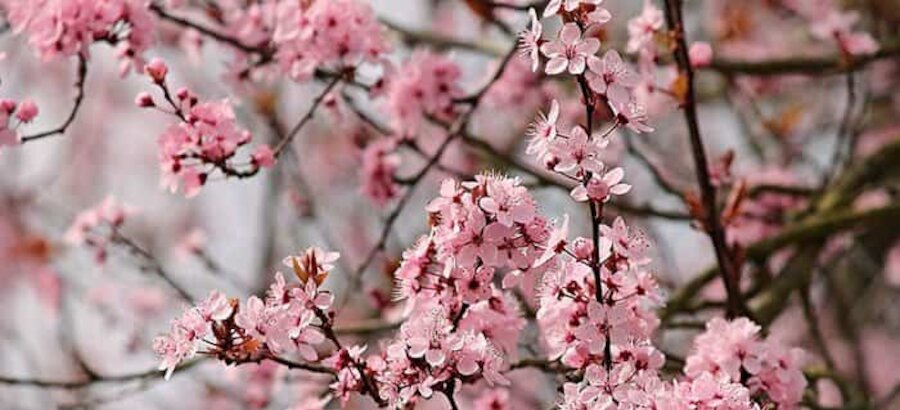 Dnde y cundo ver los almendros en flor en Espaa 