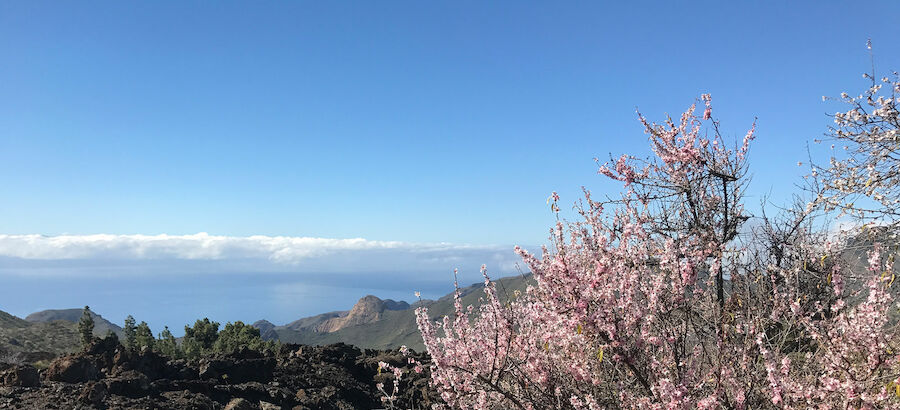 Santiago del Teide Tenerife almendros en flor