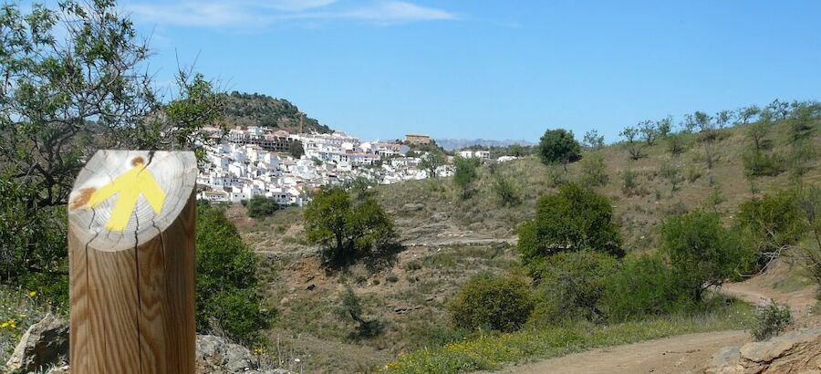 El mar de olivos de Guadajoz Camino Jacobeo del Oeste Peninsular 