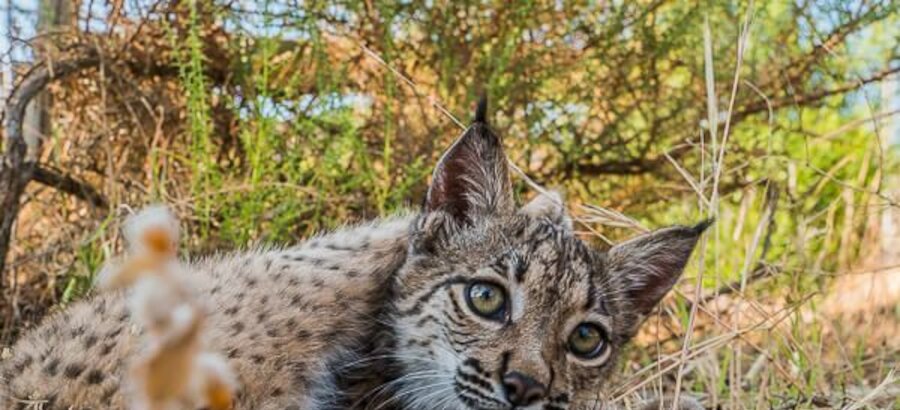 Andaluca y su dispositivo nico en Espaa para evitar los atropellos de linces ibricos