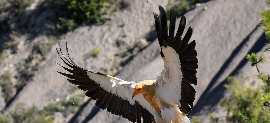 Hoces del ro Piedra ofrece una ruta ornitolgica para aprender a pajarear