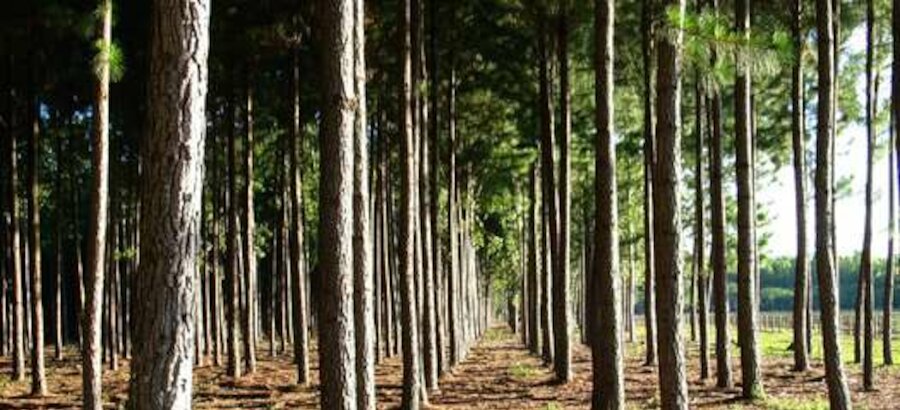 Colombia potencia en el sector forestal latinoamericano  
