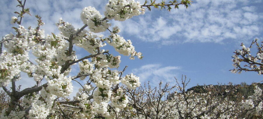 Cerezos Alfarnate Mlaga 