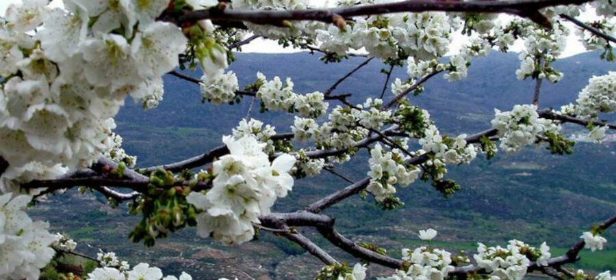 Quiero hacer contigo lo que la primavera hace con los cerezos  