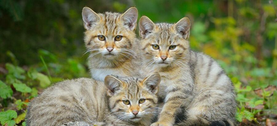 Las Lagunas de Ruidera acogen unas jornadas sobre el gato monts europeo  