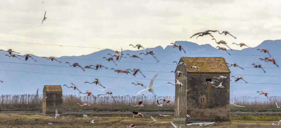 LAlbufera valenciana contabiliza ms de 120000 aves el mejor registro en 10 aos 