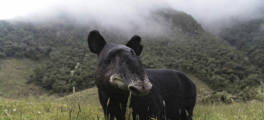 Sabes cul es la especie milenaria caracterstica de Latinoamrica 