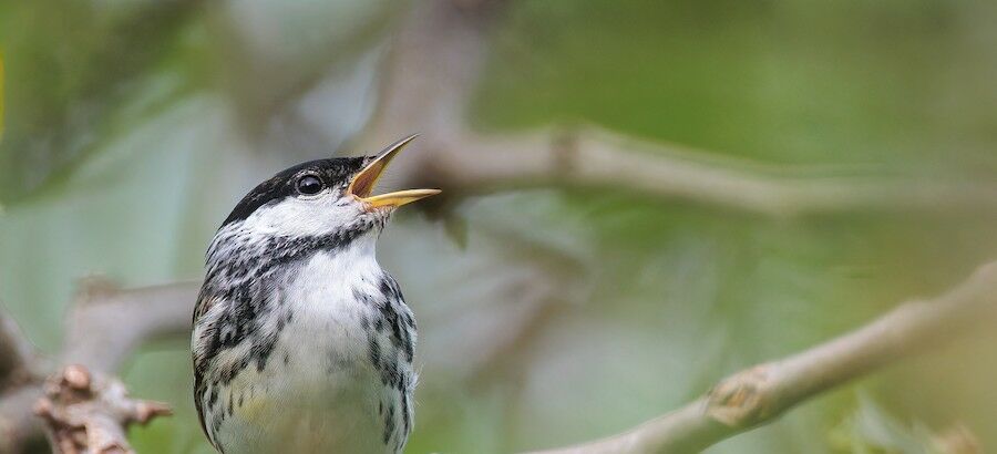 Por qu Colombia ha ganado el Global Big Day el da mundial para observar aves 