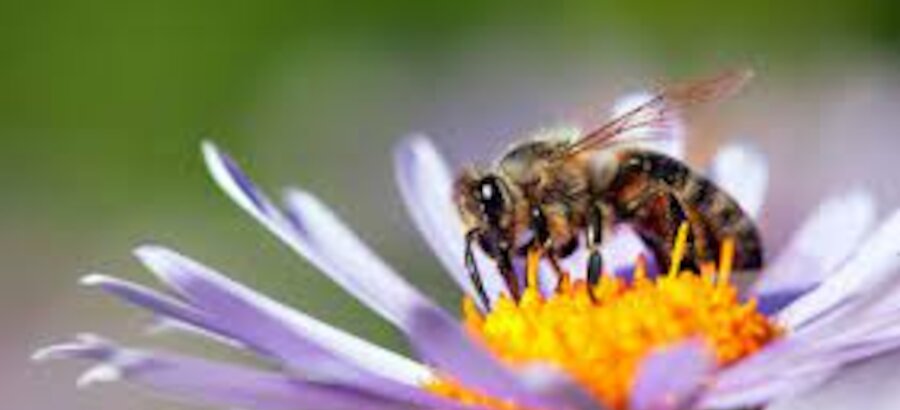 Por qu las abejas son fundamentales para las personas y el planeta 