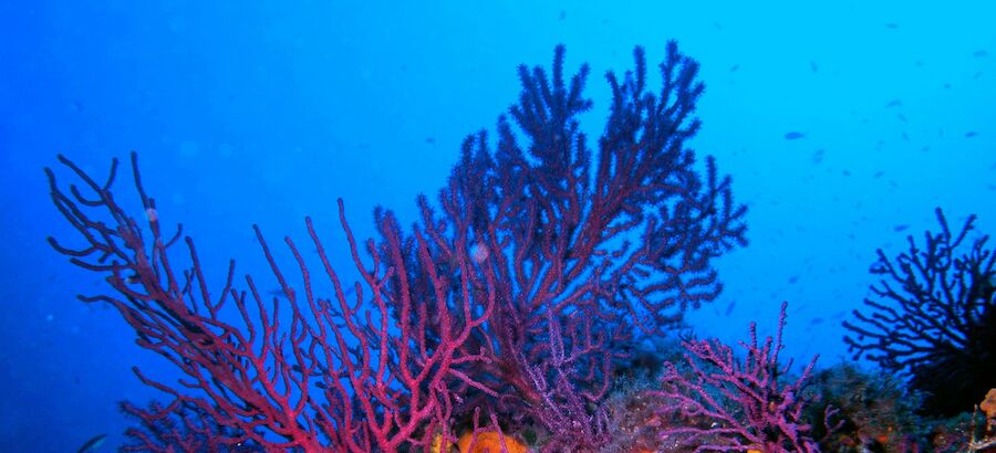 Los bosques de gorgonias el arca de No de las profundidades del Mediterrneo 