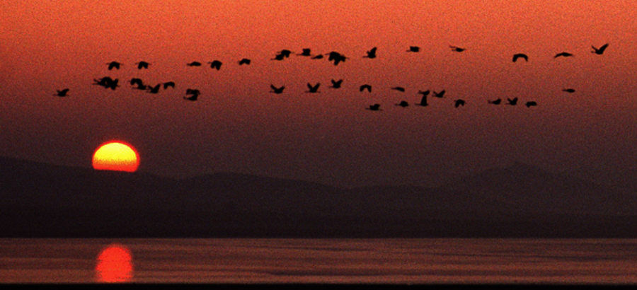 La Laguna de Gallocanta Aragn 