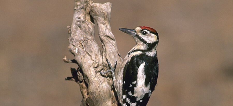 Qu hace que unas aves puedan volar y otras no 