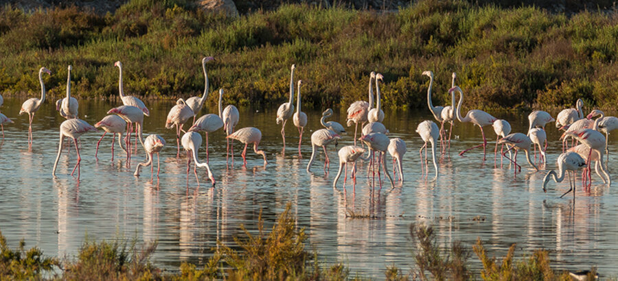 Ms de 4600 flamencos han visitado este verano las Salinas de Santa Pola 