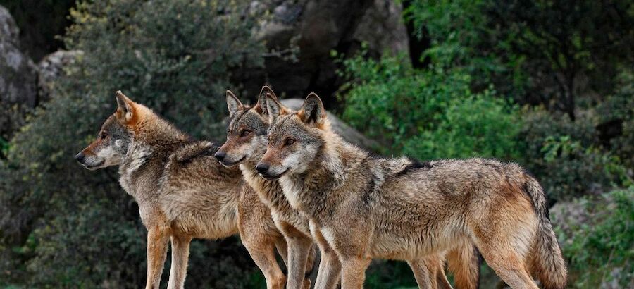 Manada de lobos ibricos