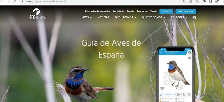 SEOBirdLife incorpora 88 nuevas especies a su gua de aves 