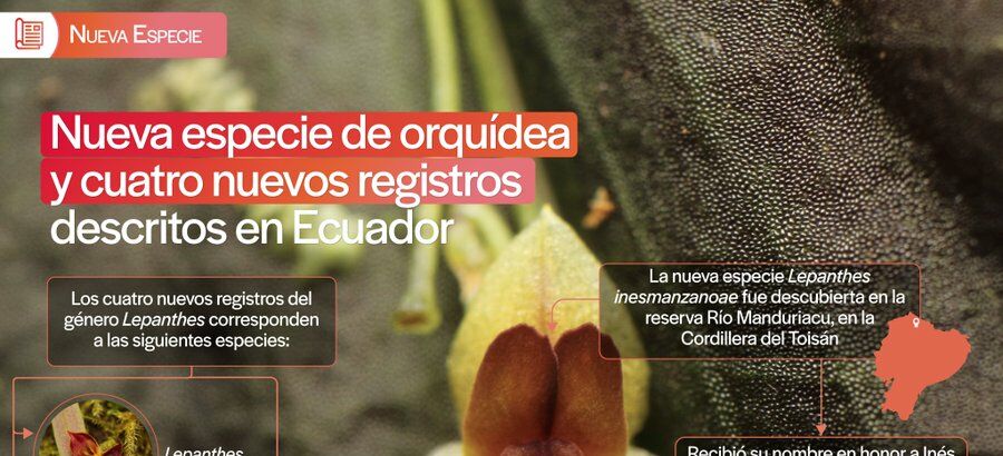 Descubren una nueva orqudea en Ecuador ptima para la biodiversidad andina 