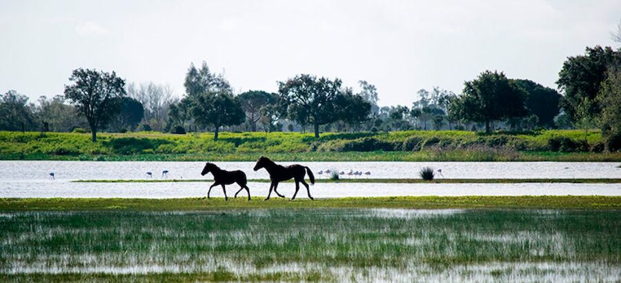 Andaluca recibir 391 millones en ayudas para su biodiversidad  