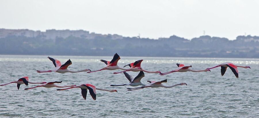 Ms de 70 especies de aves eligen los humedales de Baleares 