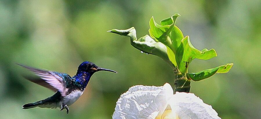 Nace el Santuario del colibr en el centro de Mxico  