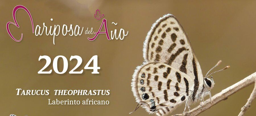 Laberinto africano elegida mariposa del ao 2024 