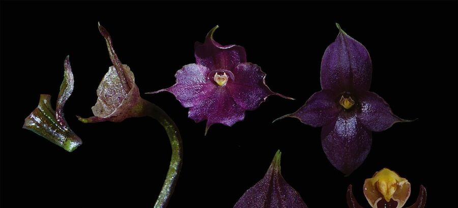 Per descubre a 3590 metros de altitud una hermosa orqudea violeta  