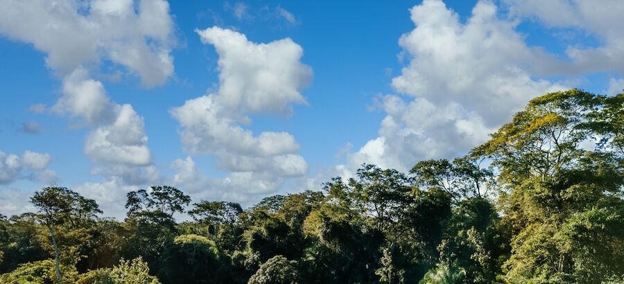 La mitad de la Amazona podra desaparecer en 2050 alterando el clima de la Tierra 