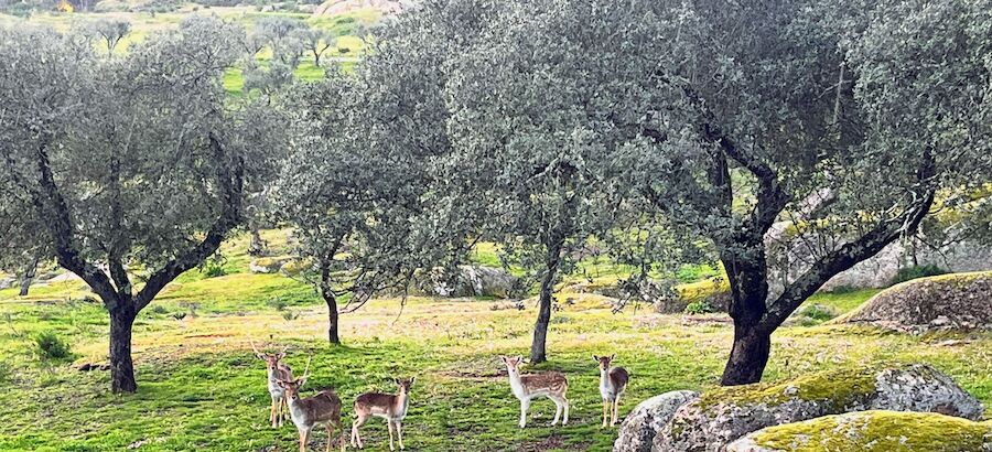 Heredade da Rocha Alentejo