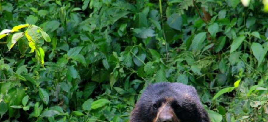 Implicacin directa de Latinoamrica con el oso de anteojos 