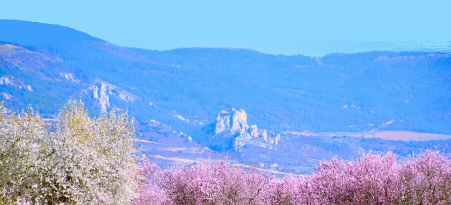 Almentros huesca ayerbe