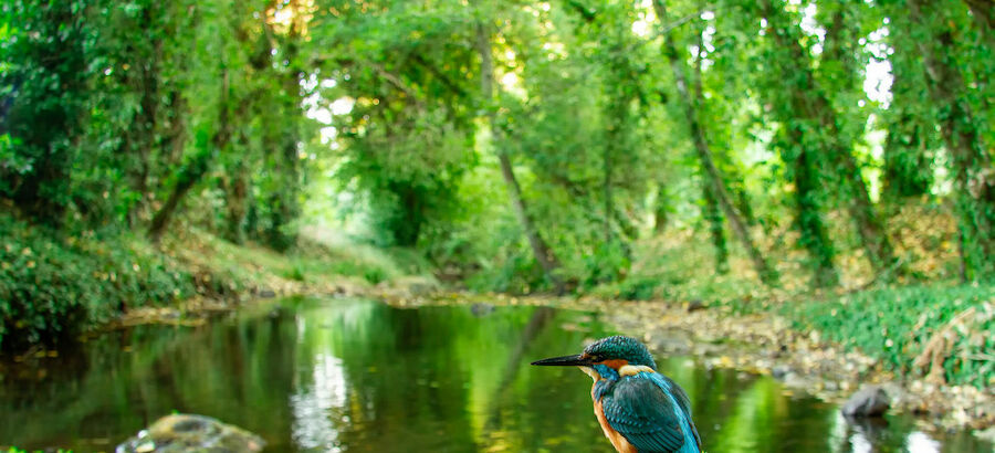 El certamen fotogrfico de FIO 2021 recoge 5406 imgenes de aves 