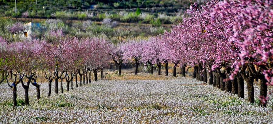 Almendros Cierza 