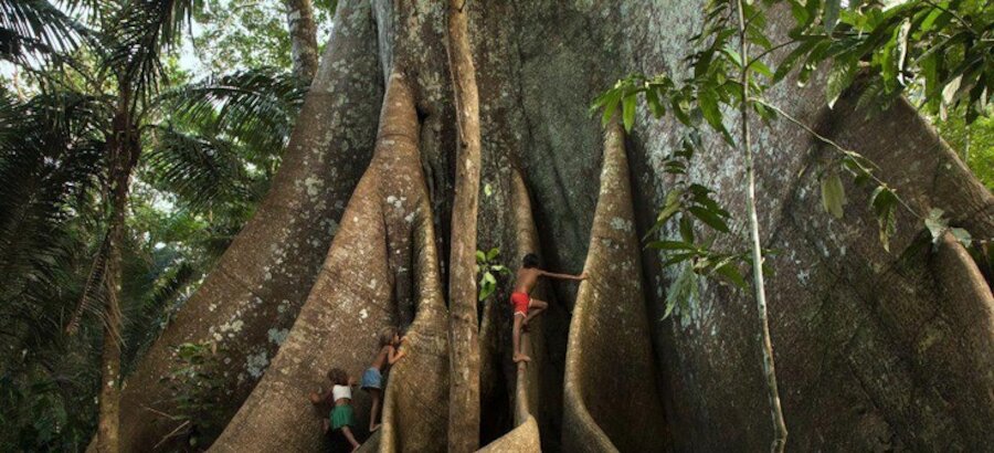 Sumama el rbol del Amazonas que conecta el cielo y la tierra  