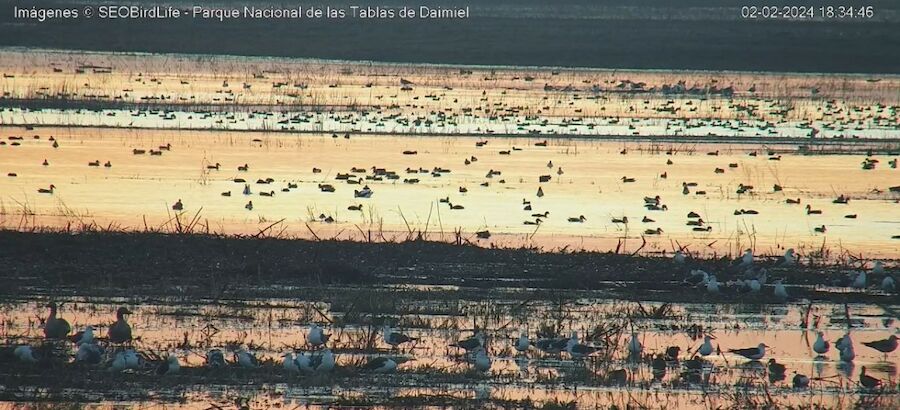 Observar las aves de Las Tablas de Daimiel en directo es posible  